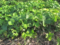 Pueraria montana lobata