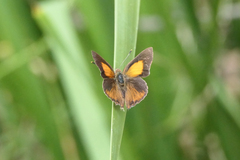 Paralucia pyrodiscus