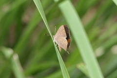 Paralucia pyrodiscus