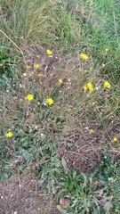 Reichardia picroides