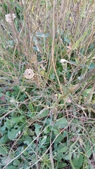 Reichardia picroides