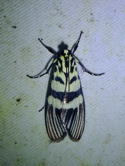 Heortia vitessoides