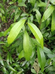 Quassia indica