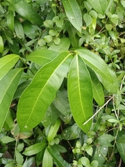 Quassia indica