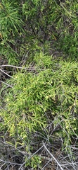 Varronia revoluta