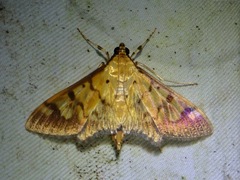 Syllepte fabiusalis