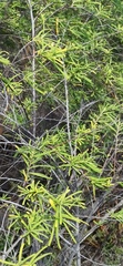 Varronia revoluta
