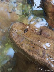 Koreoleptoxis