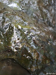 Koreoleptoxis
