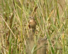 Saxicola maurus