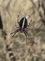 Hortophora
