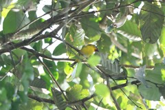 Pteruthius aenobarbus