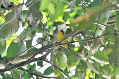 Pteruthius aenobarbus