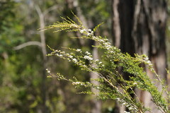 Kunzea leptospermoides