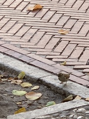 Passer domesticus