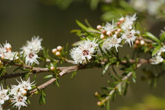 Kunzea leptospermoides