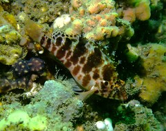 Cirrhitichthys aprinus