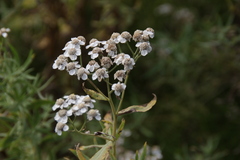 Achillea salicifolia