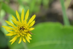Berkheya radula