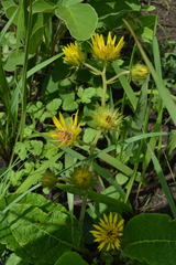 Berkheya radula