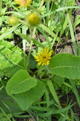 Berkheya radula