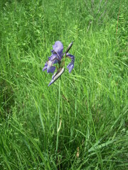Iris sibirica