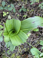 Himantoglossum hircinum