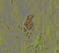 Helopsaltes certhiola