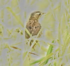 Helopsaltes certhiola