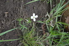 Oxalis smithiana