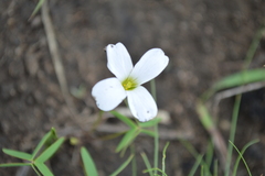 Oxalis smithiana