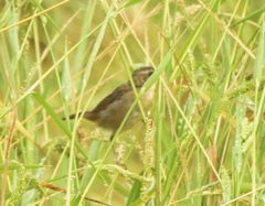 Helopsaltes certhiola