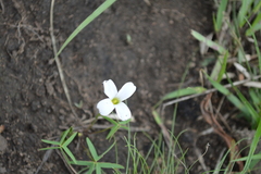 Oxalis smithiana