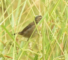 Helopsaltes certhiola