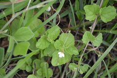 Diclis