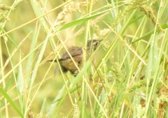 Helopsaltes certhiola