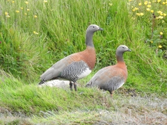 Chloephaga poliocephala