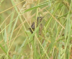 Helopsaltes certhiola