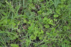 Diclis