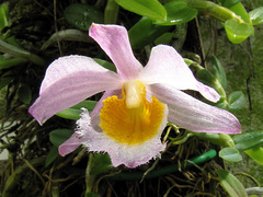 Dendrobium loddigesii