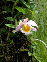 Dendrobium loddigesii