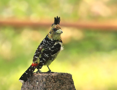 Trachyphonus vaillantii vaillantii