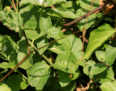 Rhinacanthus xerophilus