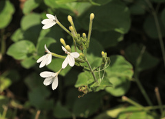 Rhinacanthus xerophilus