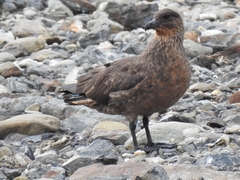 Stercorarius chilensis