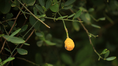 Maerua juncea crustata