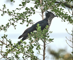 Clamator levaillantii