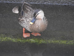 Anas platyrhynchos × zonorhyncha