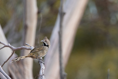 Psophodes nigrogularis lashmari
