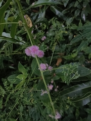 Mimosa diplotricha